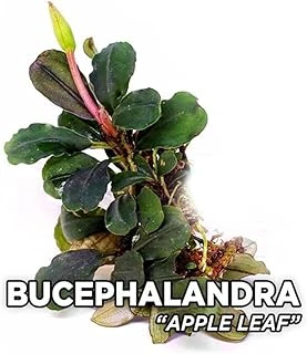 Bucephalandra Leaf Saksı Bitki ürün görseli 1