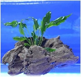 Anubias Minima Bitki ürün görseli 1