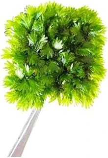 Fissidens Miroshaki Moss Cup Bitki ürün görseli 1