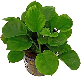 Anubias Barteri Round Coin 5-6 Yapraklı Bitki ürün görseli 1