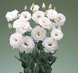 Lisianthus (Lale Gül) BüyܠSerisi - Beyaz (5 Tohum) ürün görseli 1