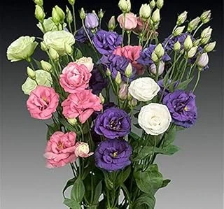 Lisianthus (Lale Gül) Advantage Serisi - Karişik (5 Tohum) ürün görseli 1