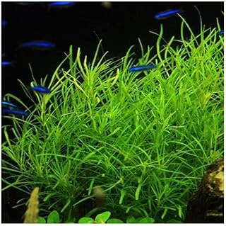 Pogostemon Octopus Saksı Bitki Tr-P287 ürün görseli 1