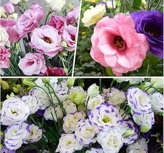Lisianthus (Lale Gül) Gelin Buketi Serisi - Karişik (5 Tohum) ürün görseli 1