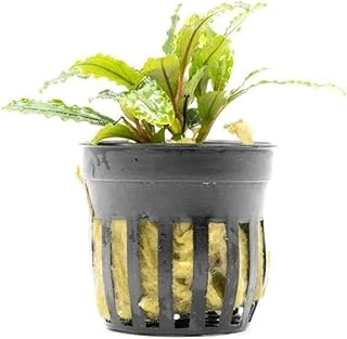 Bucephalandra Velvet Saksı Bitki ürün görseli 1