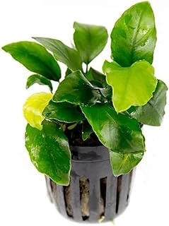 Anubias Wrinkled Leaves Bitki ürün görseli 1
