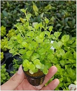 Lysimachia Nummularia Green Saksı Bitki ürün görseli 1