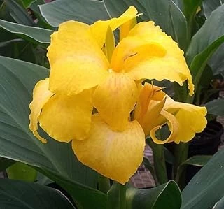 Canna - Tesbih Çiçeği - Sari (1 Tohum) ürün görseli 1