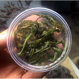 Cryptocoryne Crispatula In Vitro Bitki ürün görseli 1