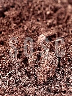 İthal Sphagnum Bitki Yetiştirme Torfu - Böcek Sinek Yapmaz Kalite 10 Lt ürün görseli 1