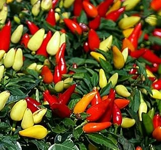 Bi̇ber Bi̇beri̇ye (Sari Koni̇k) (Çoklu Tohum) - 3 Gram ürün görseli 1