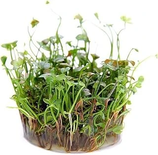 Marsilea Hirsuta In Vitro Bitki ürün görseli 1
