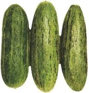 Acur Tüylü (Çoklu Tohum) - 5 Gram ürün görseli 1