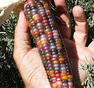 Misir Renkli̇ (Çoklu Tohum) - 10 Gram ürün görseli 1