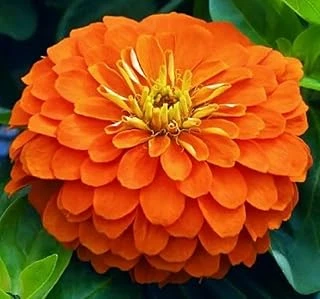 Zinnia (Kirli Hanım) Büyük Geniş Çiçekli - Turuncu (5 Tohum) ürün görseli 1