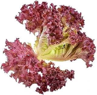 Marul Kirmizi Kivircik (Çoklu Tohum) - 5 Gram ürün görseli 1