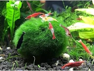 Hayatist 1 Adet Moss Ball Özelikle Karideslerinizi Bu Yosun Topunu Çok Sevecek 3-4 Cm ürün görseli 1