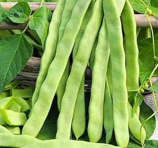Fasulye Alman Ayşe (Çoklu Tohum) - 25 Gram ürün görseli 1