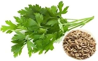 Maydanoz İri̇ Yaprak (Çoklu Tohum) - 10 Gram ürün görseli 1
