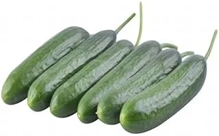 Salatalik Beith Alpha (Çoklu Tohum) - 5 Gram ürün görseli 1