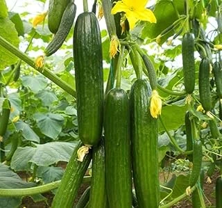 Salatalik Sirik (Çoklu Tohum) - 20 Adet ürün görseli 1