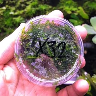 Weeping Moss Kutu Bitki ürün görseli 1