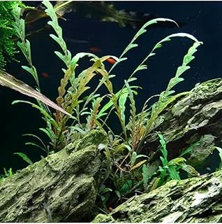Hygrophila Pinnatifida In Vitro Bitki ürün görseli 1