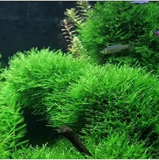 Taiwan Moss Cup Bitki ürün görseli 1