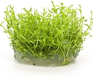 Gratiola Viscidula In Vitro Cup Bitki ürün görseli 1