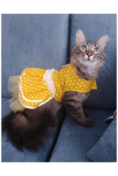 Gobo Sarı Puantiyeli Kurdeleli Kedi Köpek Kıyafeti Elbisesi Large/l/beden 3 ürün görseli 1