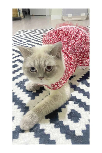 Gobo Beyaz Çiçek Desenli Kurdeleli Kırmızı Kedi Köpek Kıyafeti Elbisesi ürün görseli 1