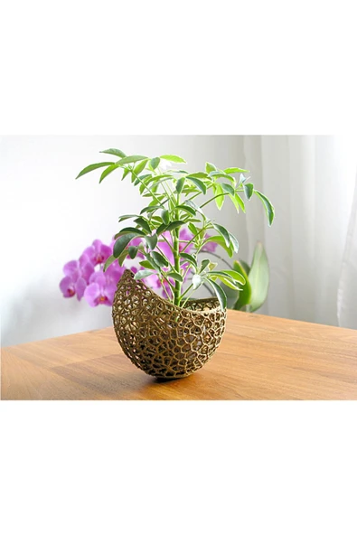 TuransoyCraft Voronoi Antik Gold Saksı 13 Cm Çap ürün görseli 1