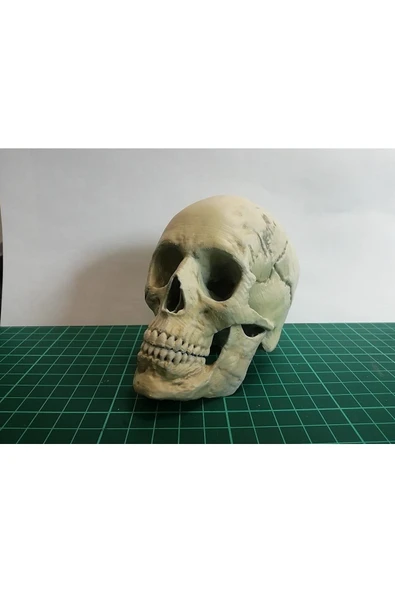 TuransoyCraft Insan Kafatası Figür 15 Cm ürün görseli 1