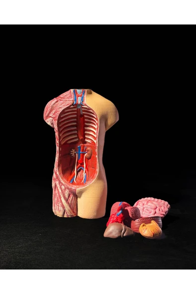TuransoyCraft Anatomik Vücut Modeli 17 Cm ürün görseli 1