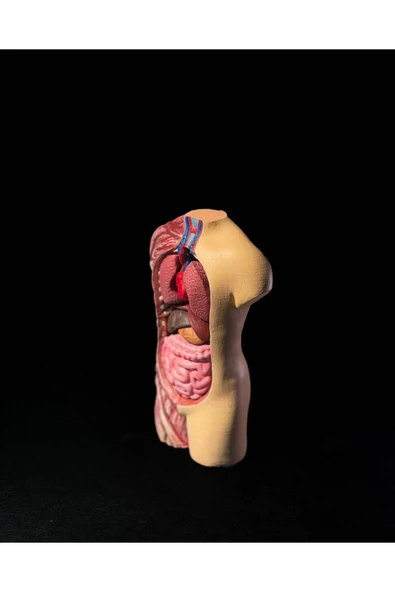 TuransoyCraft Anatomik Vücut Modeli 17 Cm - Resim 2