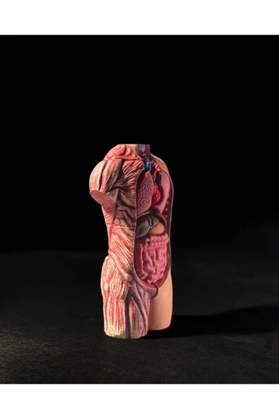 TuransoyCraft Anatomik Vücut Modeli 17 Cm - Resim 3