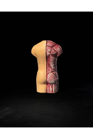TuransoyCraft Anatomik Vücut Modeli 17 Cm - Resim 4