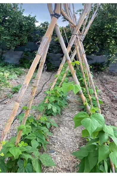 Bitki Destek Çubuğu 100cm (10 ÂDET) - Resim 2