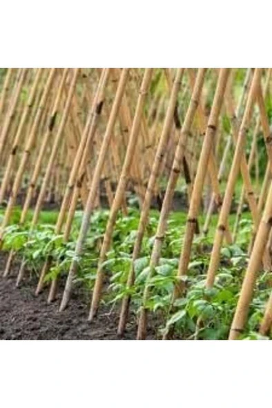 Bambu Bitki Destek Çubuğu 100 cm 10'lu | Saksı, Bahçe, Sarmaşık ve Çiçekler İçin Doğal Destek ürün görseli 1