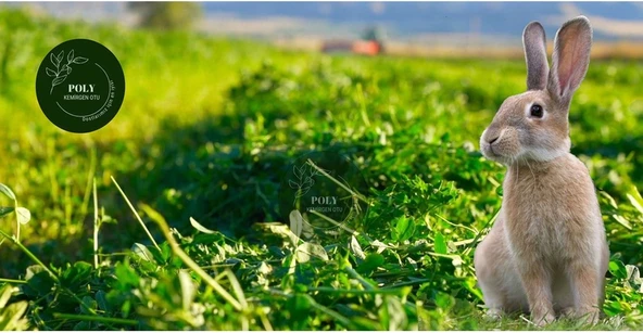 Poly Kemirgen Doğal Kuru Yonca Kemirgen Otu-tavşan-ginepig-hamster 500 Gr ürün görseli 1