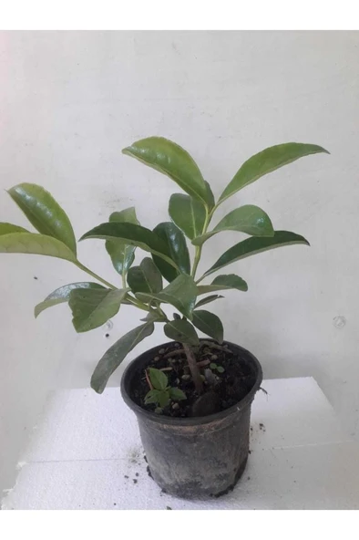 Ithal Kartopu Çiçeği _ Lucidum 30-60 cm ürün görseli 1