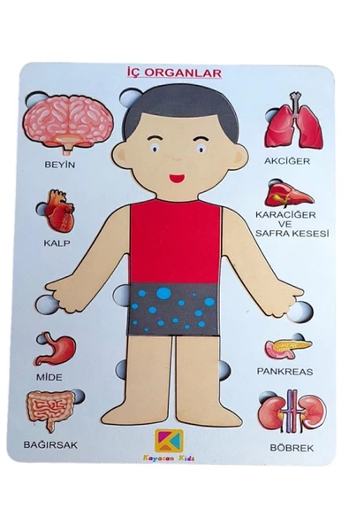 kayasan kids Organlarımı Öğreniyorum- Ben kimim? ürün görseli 1