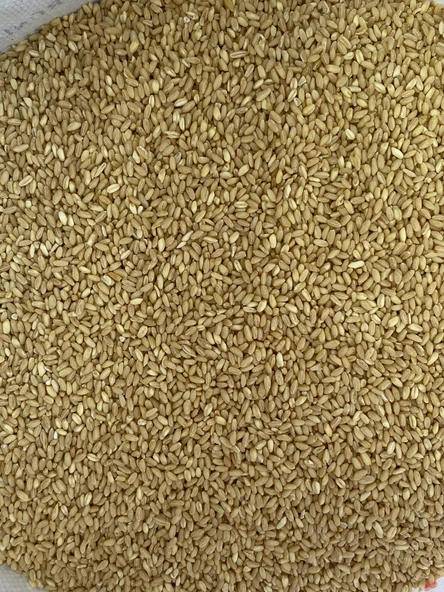 Aşurelik Buğday Yarma 1 Kg ürün görseli 1