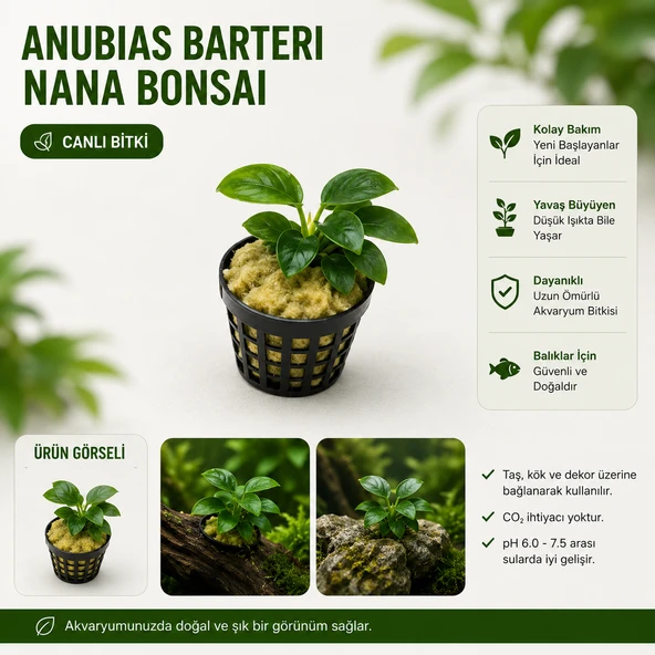 Anubias Barteri Var Nana Bonsa Canlı Bitki ürün görseli 1