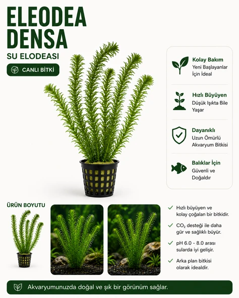 Eladoa Densa Canlı bitki ürün görseli 1