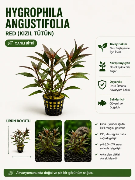 Hygrophila Angustifolia Red -Kızıl Tütün Canlı Bitki ürün görseli 1