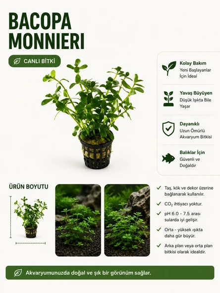 Bacopa Monnieri Canlı Bitki ürün görseli 1