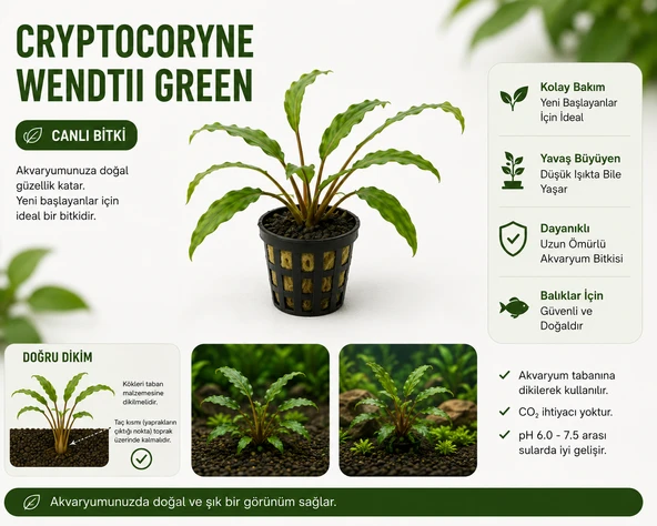 Cryptocoryne  Wendtii Green Canlı Bitki ürün görseli 1