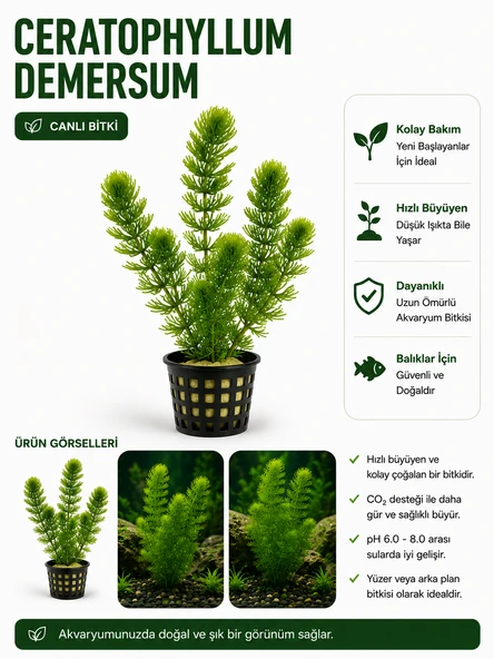 Ceratophyllum Demersum Tilki Kuyruğu Canlı Bitki ürün görseli 1