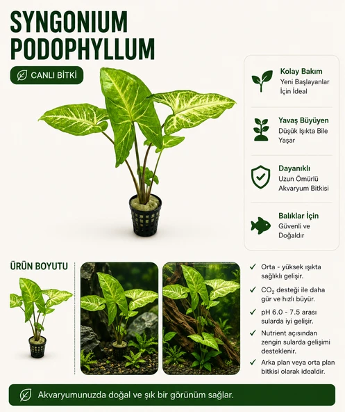 Syngonium Podophyllum Canlı bitki ürün görseli 1